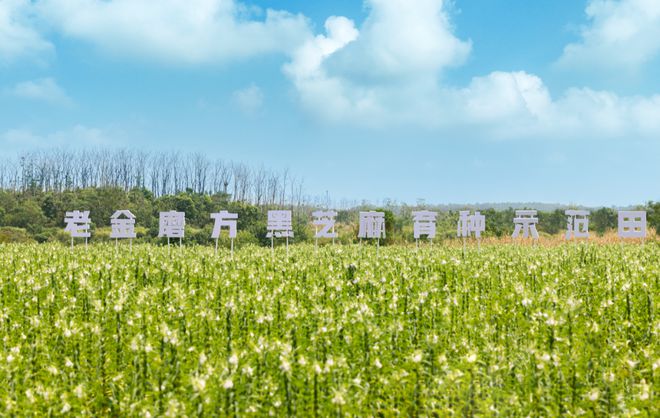 货节逆势增长老金磨方做对了什么？PG电子麻将胡了深耕芝麻产业年(图2)