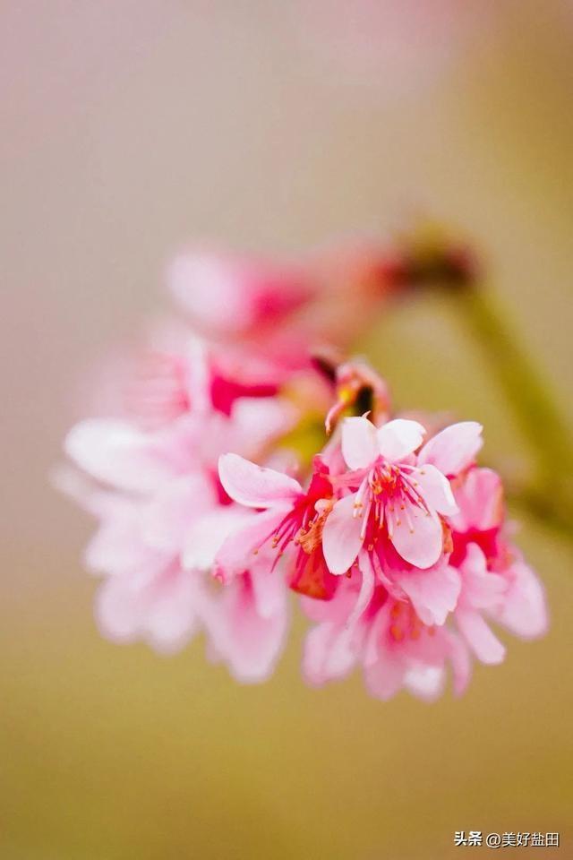 气盐田春色正当时麻将胡了雨水节(图2)